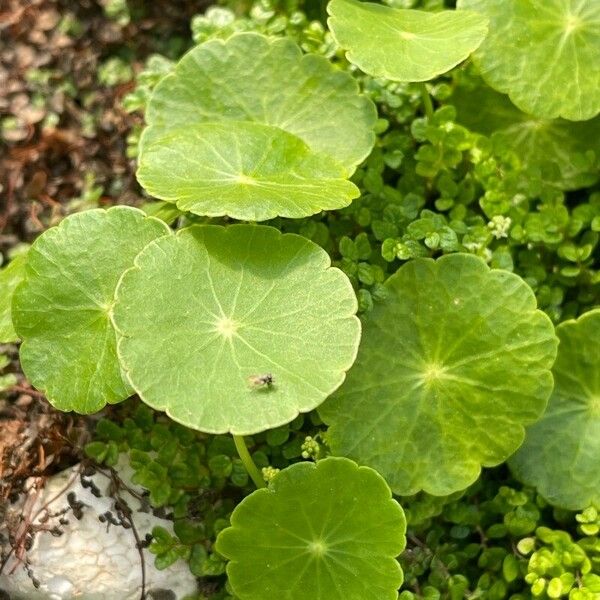 Hydrocotyle verticillata Leaf