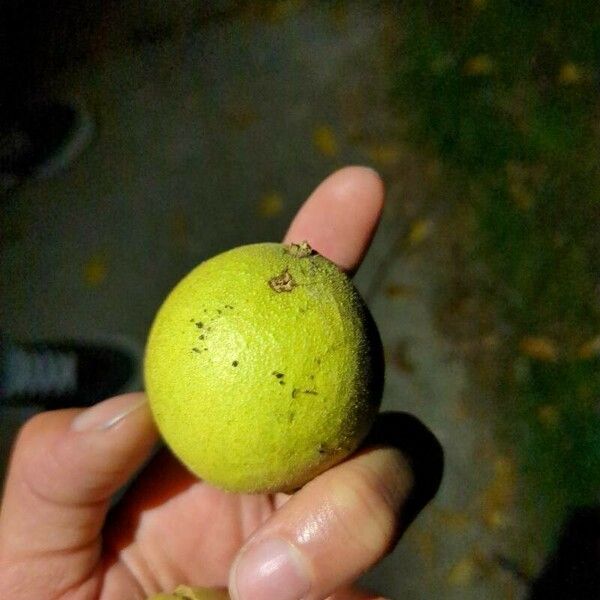 Juglans californica Frukt