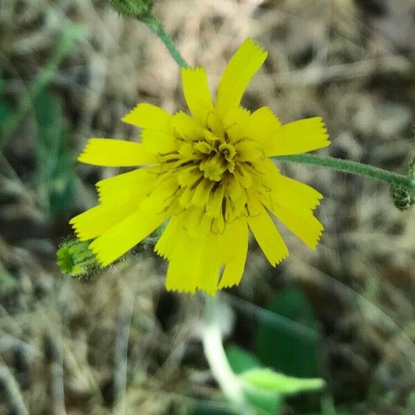 Hieracium glaucinum Flower