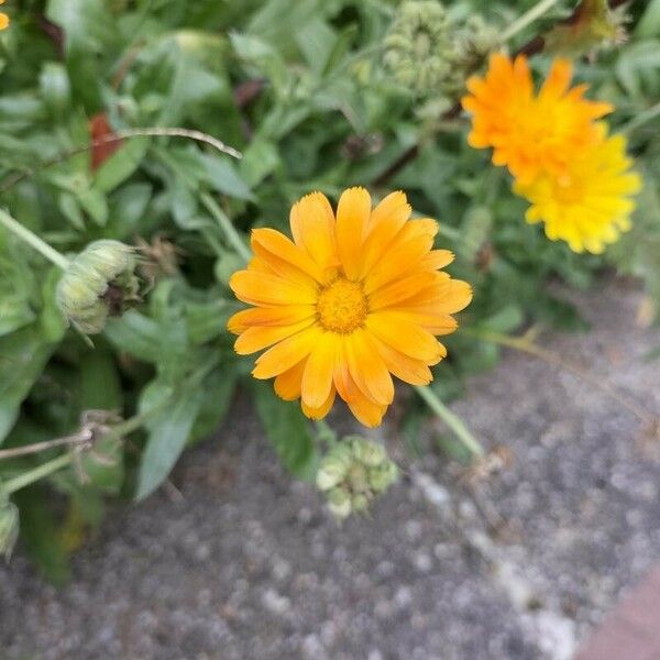 Calendula suffruticosa Floro