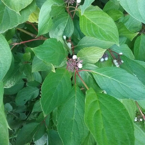 Cornus sericea Folio