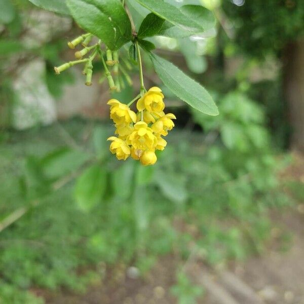 Berberis vulgaris Blad