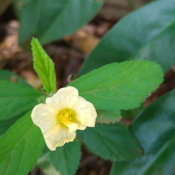 Sida acuta Flower