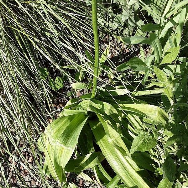 Allium giganteum Hábito