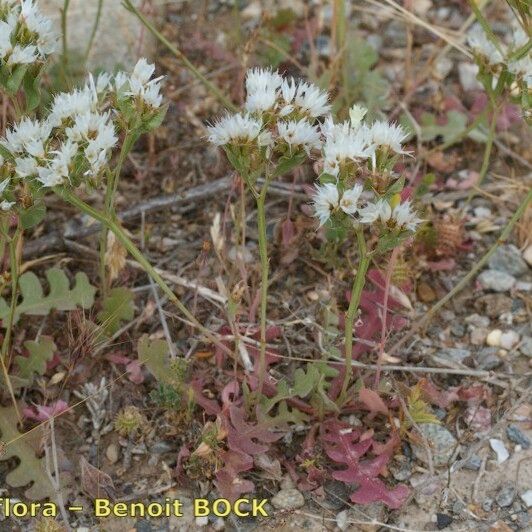 Limonium lobatum Habit