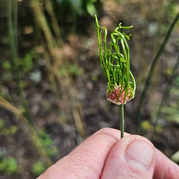 Allium vineale Flower