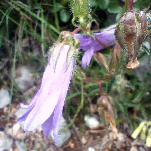 Campanula sibirica Цветок