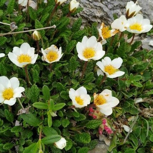 Dryas octopetala Cvet