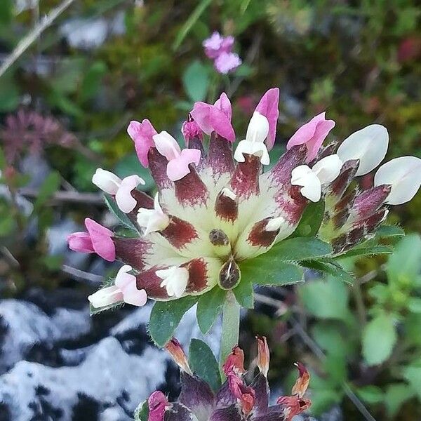 Anthyllis vulneraria 花