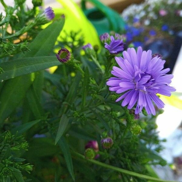 Symphyotrichum novi-belgii Flower