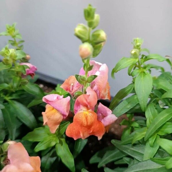 Antirrhinum majus Flower