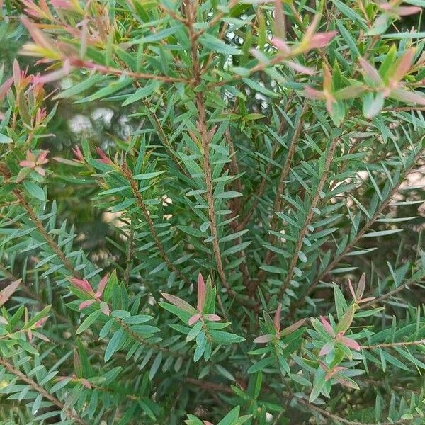 Melaleuca linariifolia Leaf