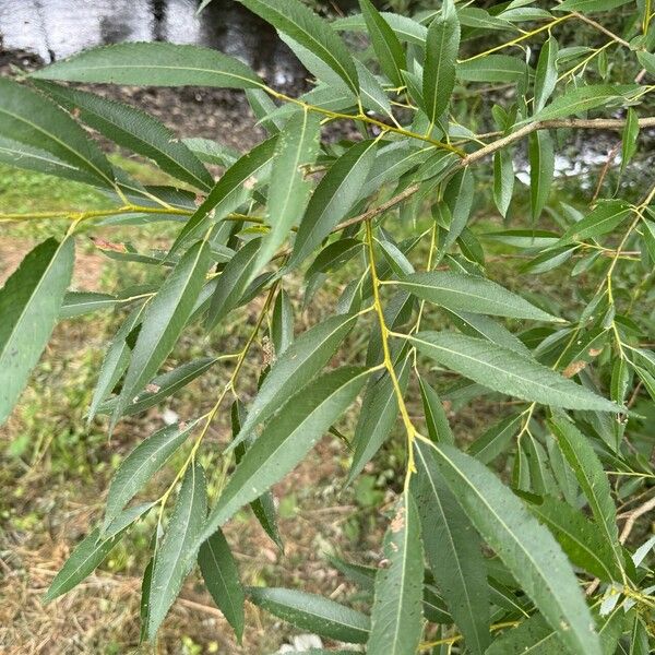 Salix lucida Blatt