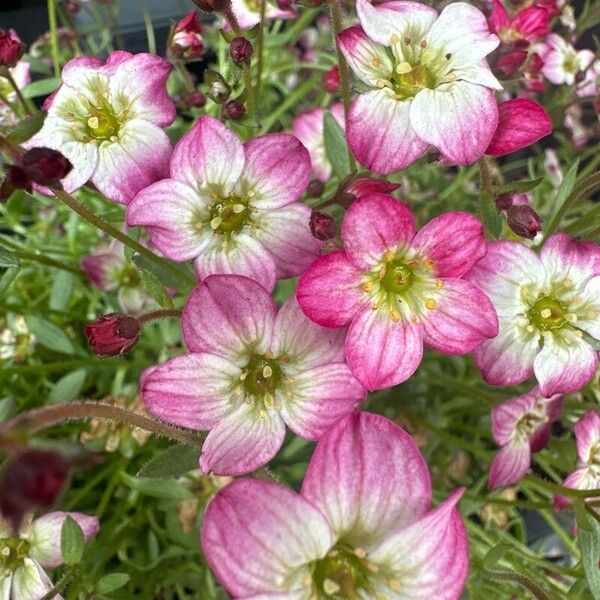 Saxifraga rosacea Kwiat