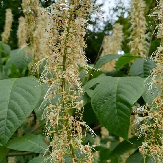 Aesculus parviflora Flower