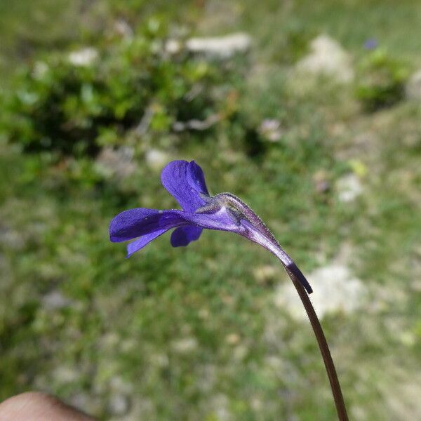 Pinguicula vulgaris Kvet