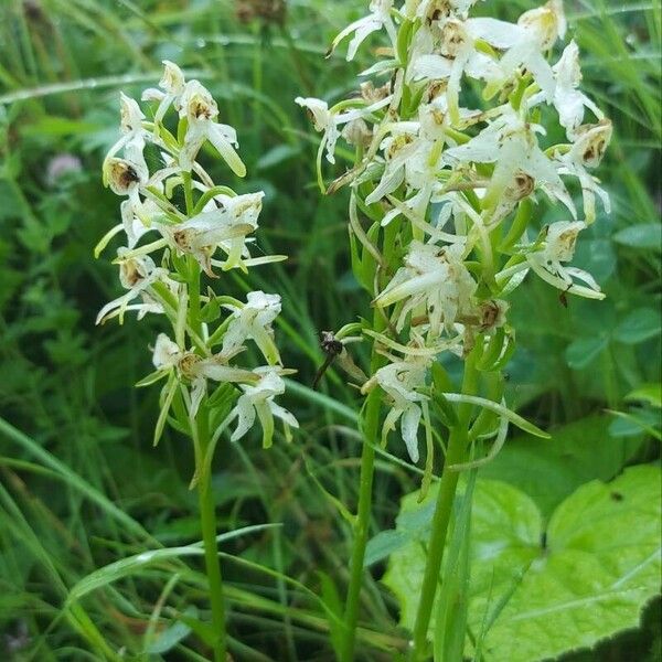 Platanthera chlorantha Flower