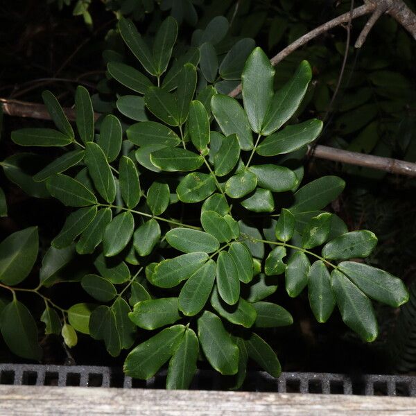 Senna pendula Leaf