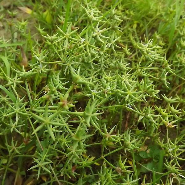 Damasonium alisma Frugt