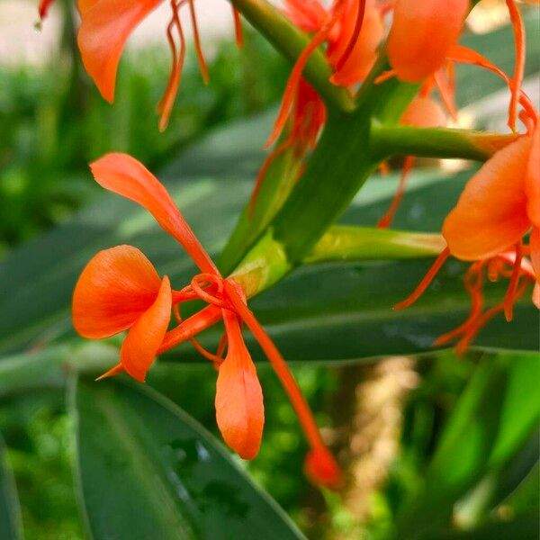 Hedychium coccineum Λουλούδι