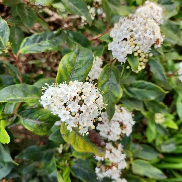 Viburnum rugosum Flower