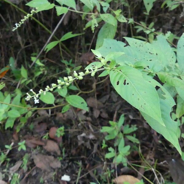 Gonzalagunia dicocca Leaf