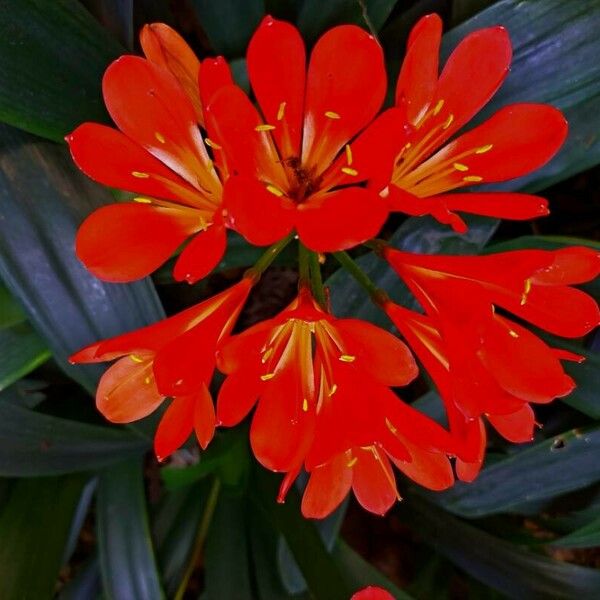 Clivia miniata Цветок