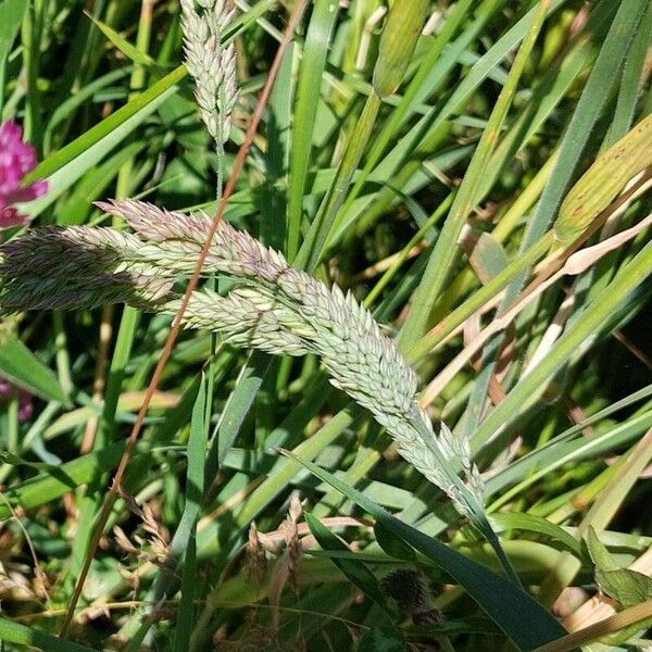 Holcus lanatus Blüte