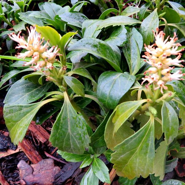 Pachysandra terminalis Характер