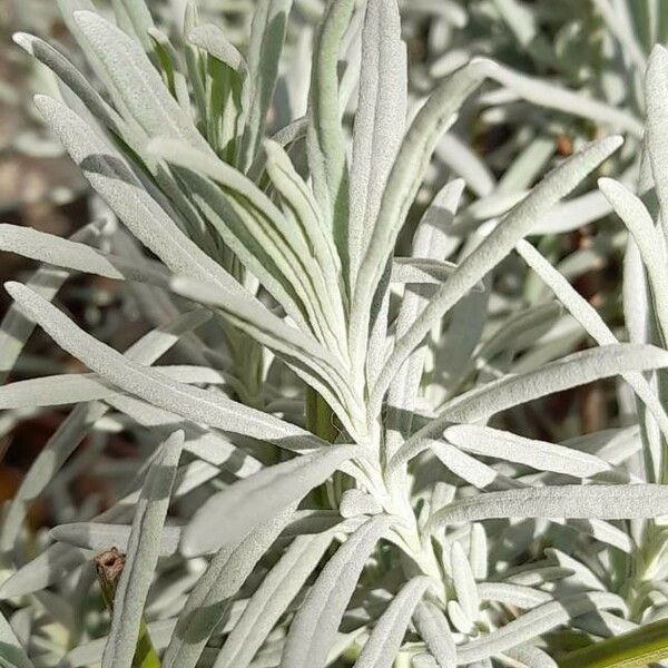 Lavandula latifolia Lehti