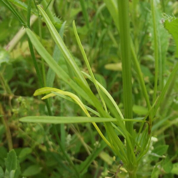 Coreopsis basalis Leaf