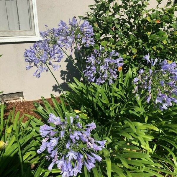 Agapanthus praecox Květ