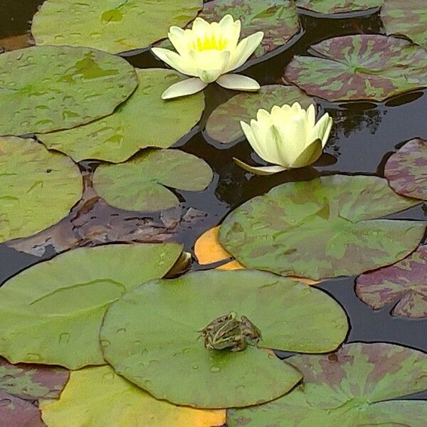 Nymphaea mexicana Blomma