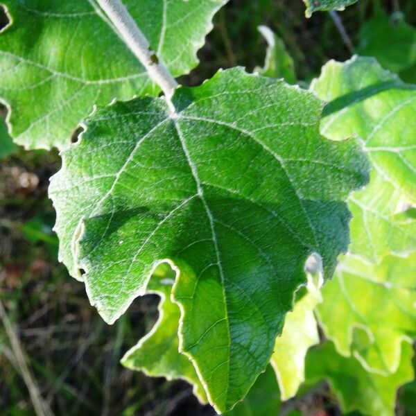 Populus alba Folha