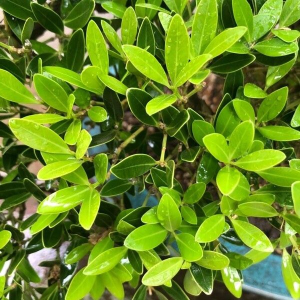 Buxus balearica Yaprak