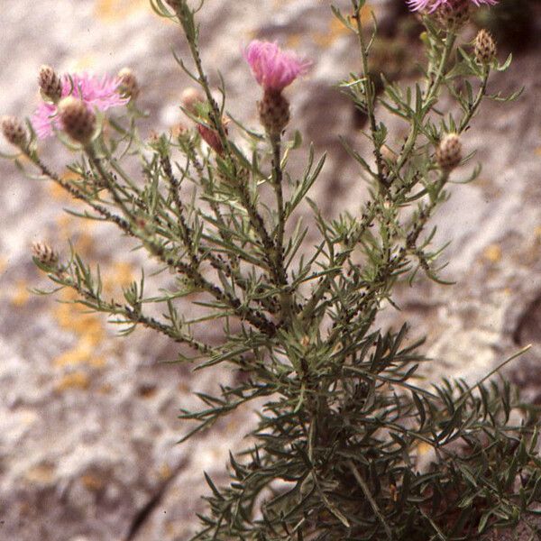 Centaurea corymbosa Habit