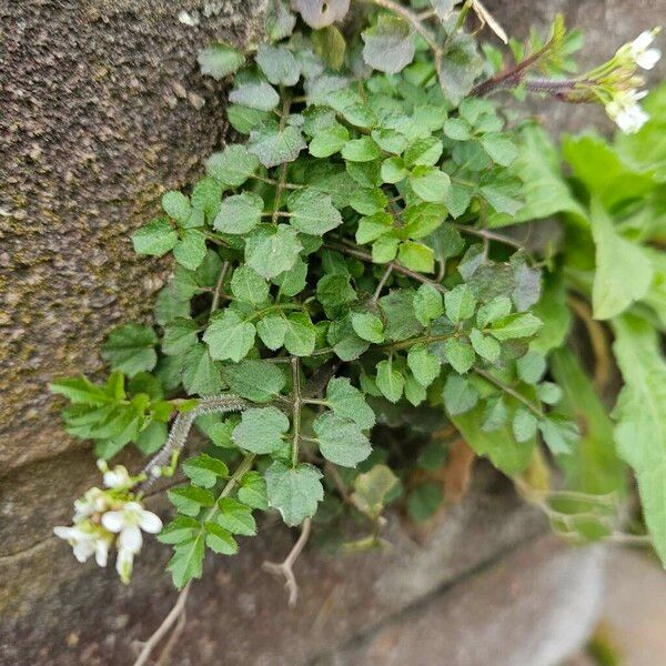 Cardamine flexuosa Habit