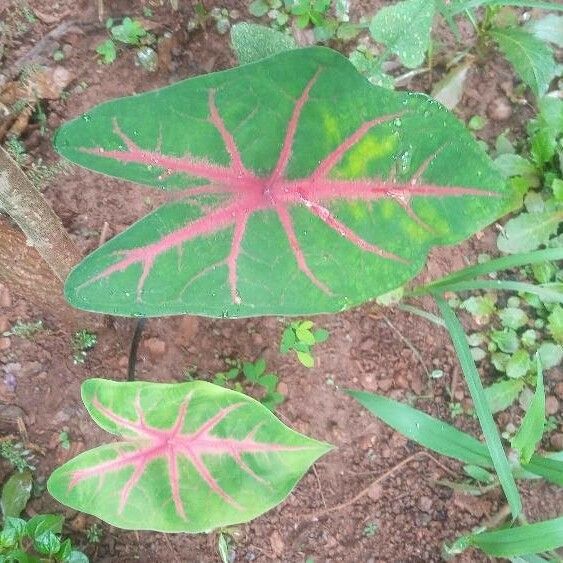 Caladium bicolor برگ