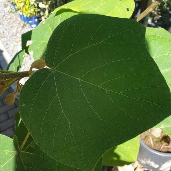 Solanum erianthum Leaf