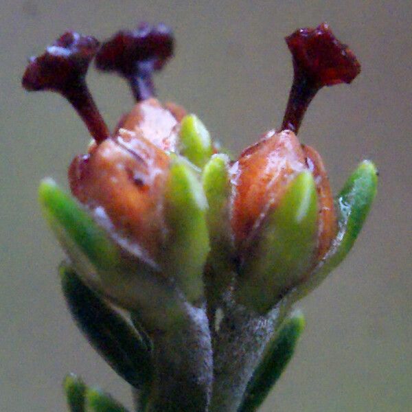 Erica arborescens Цветок