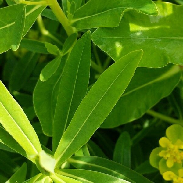 Euphorbia palustris Hoja