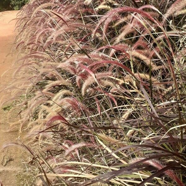 Pennisetum pedicellatum Leaf