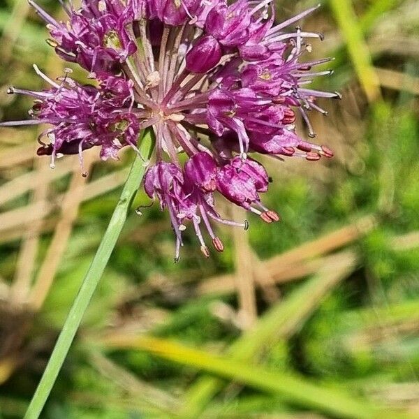 Allium strictum Fiore