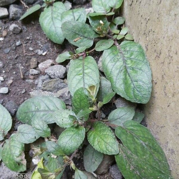 Strobilanthes reptans Blatt