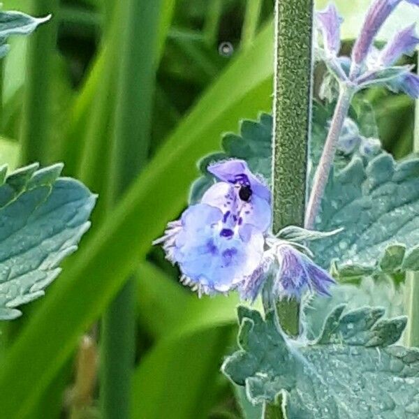 Nepeta racemosa 花