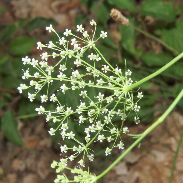 Falcaria vulgaris ফুল