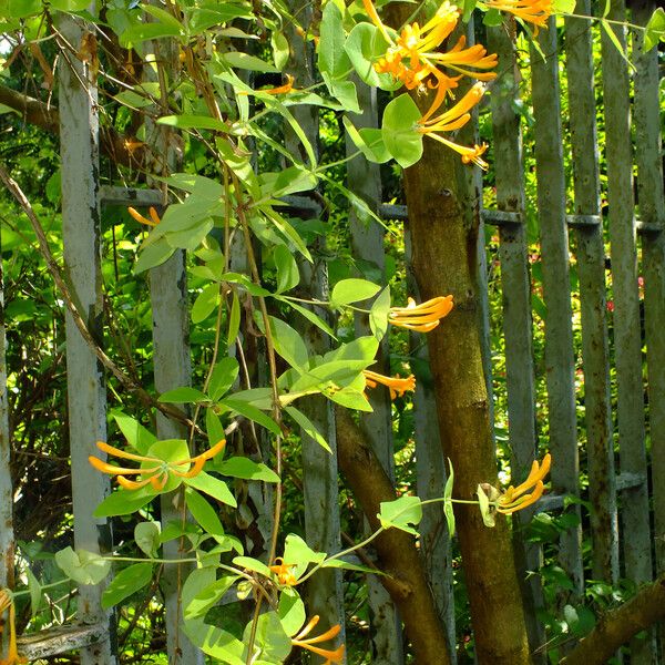 Lonicera sempervirens Costuma