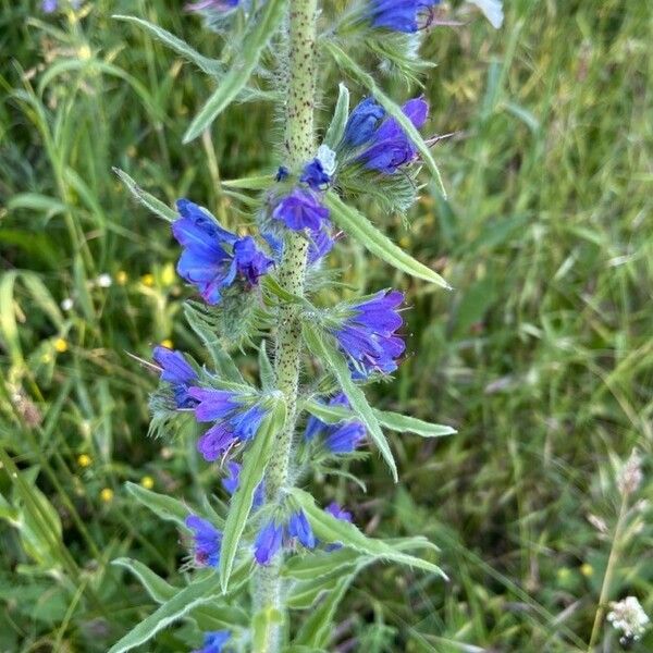 Echium vulgare പുഷ്പം