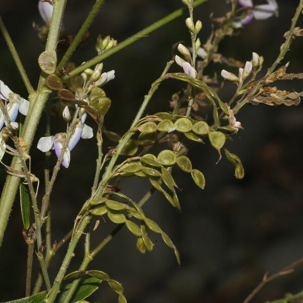 Desmodium cajanifolium Kukka