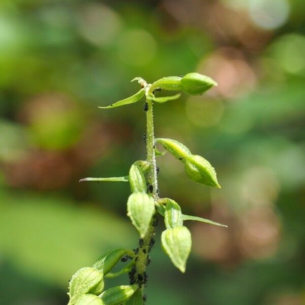 Epipactis albensis Blomma